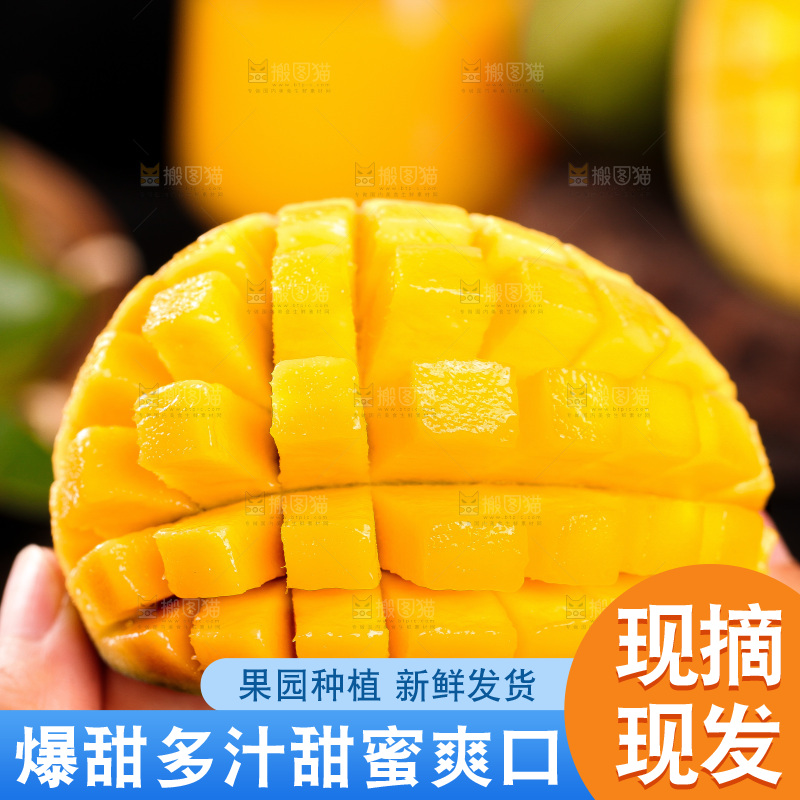 深底上的桂七芒