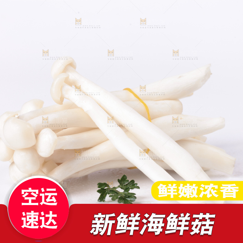 白底上的海鲜菇