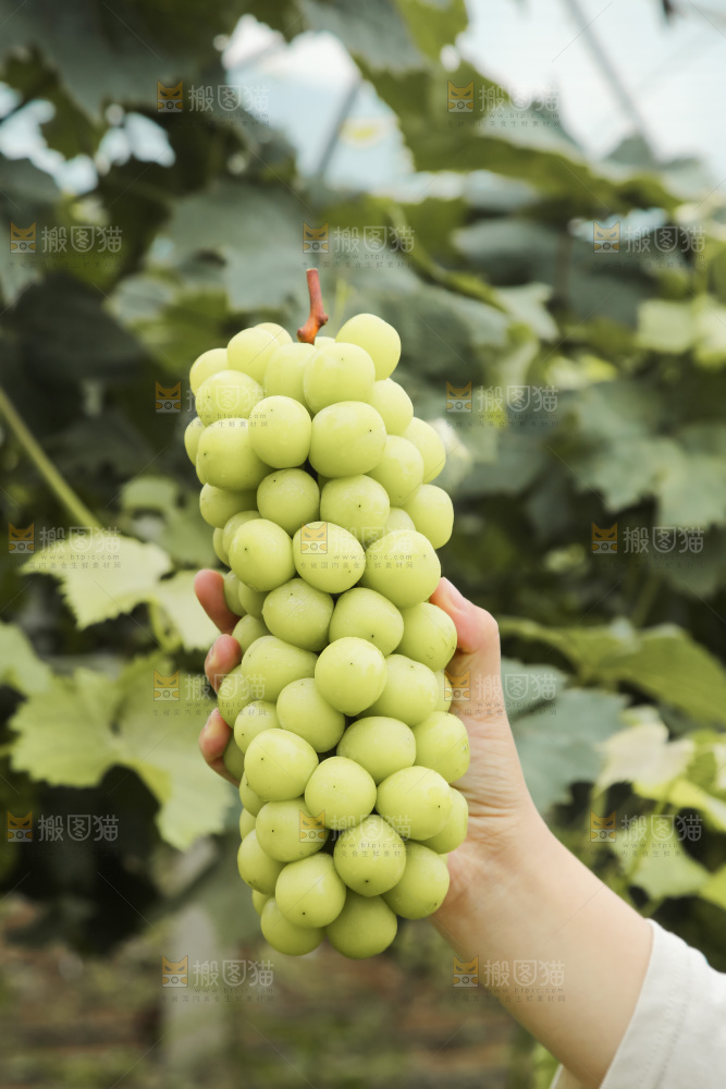 手里拿着水晶葡萄