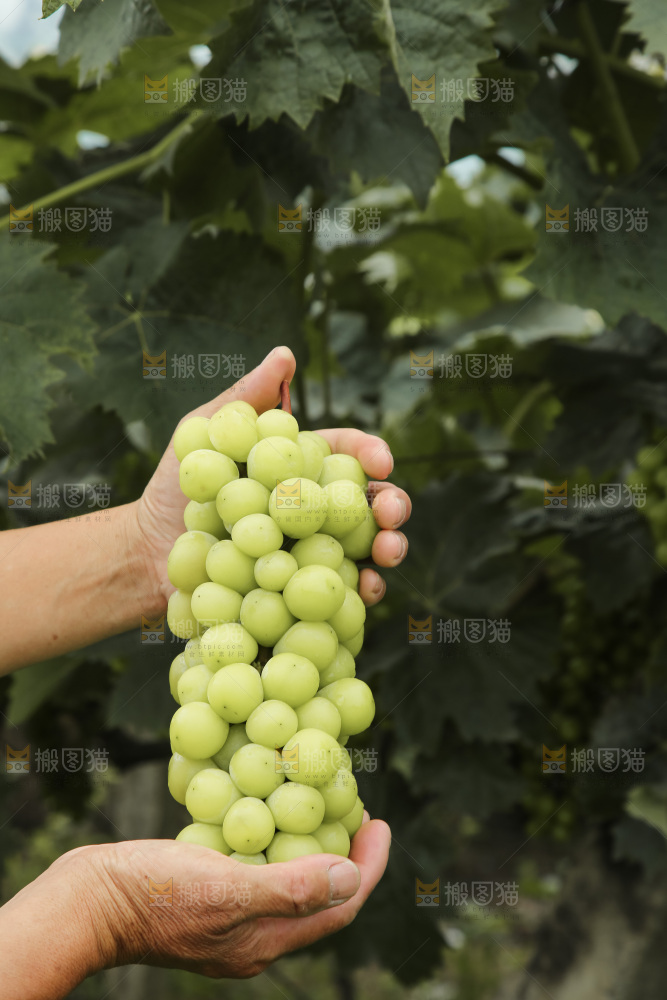 手里拿着水晶葡萄
