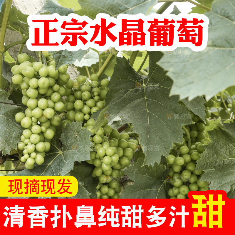 藤上的水晶葡萄