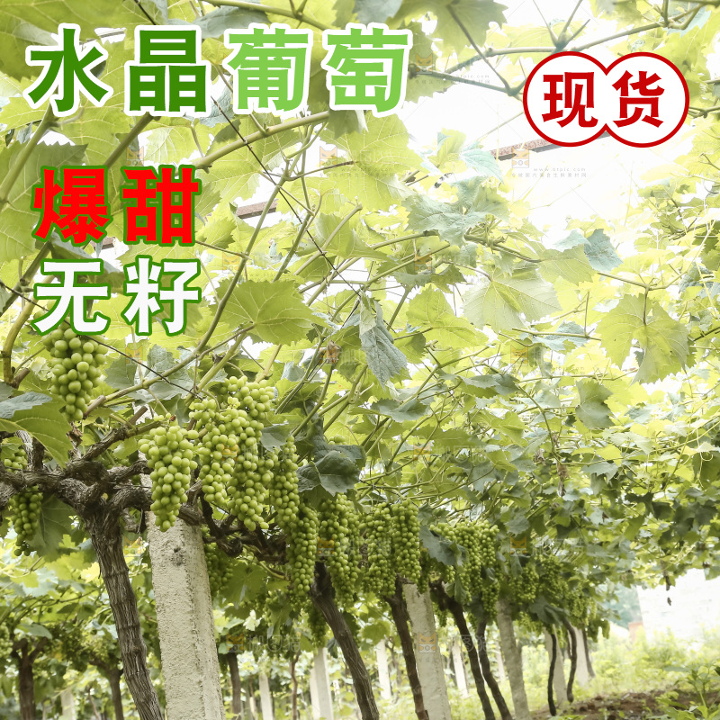 藤上的水晶葡萄