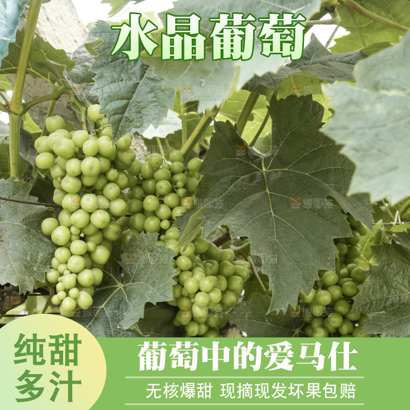 藤上的水晶葡萄