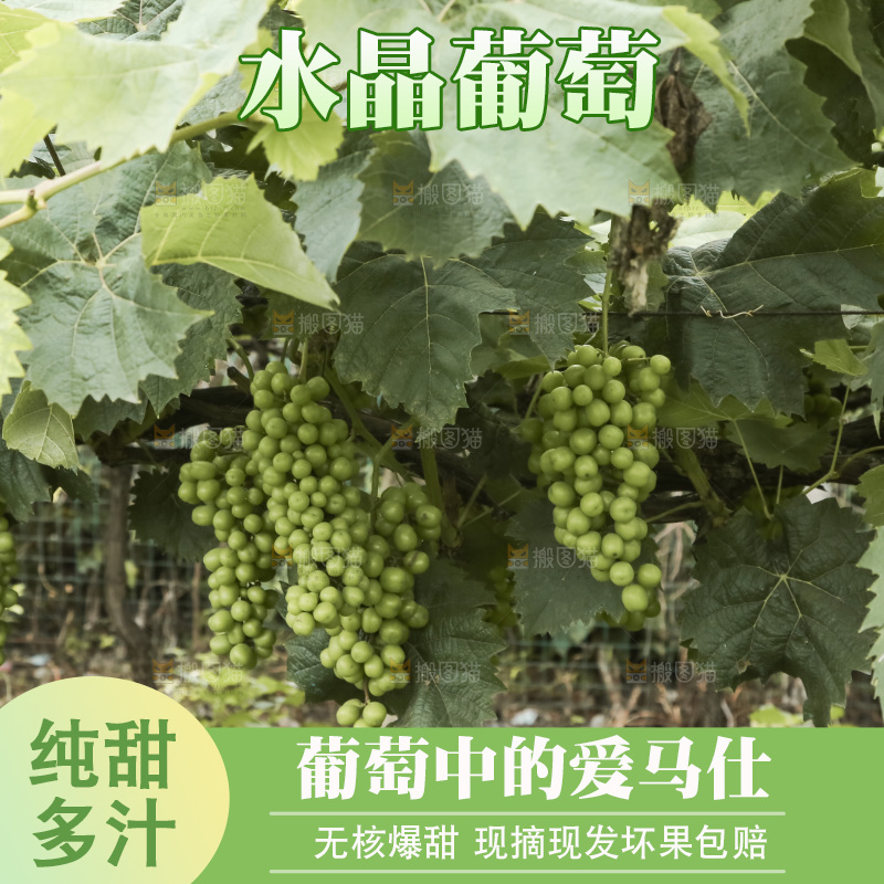 藤上的水晶葡萄