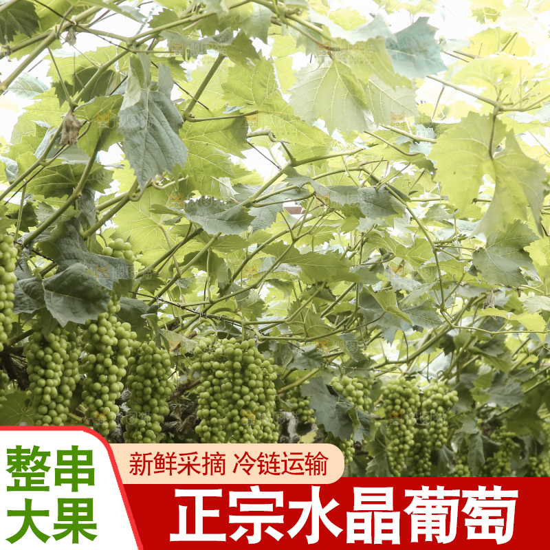 藤上的水晶葡萄