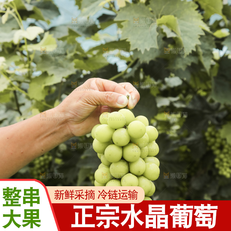 手里拿着水晶葡萄