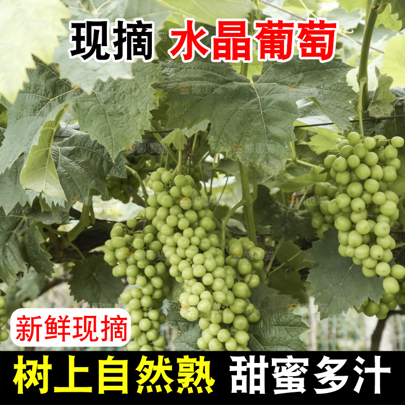 藤上的水晶葡萄