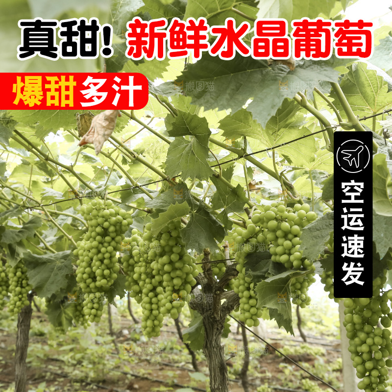 藤上的水晶葡萄