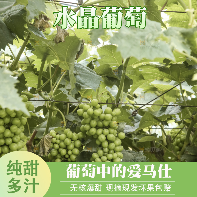 藤上的水晶葡萄