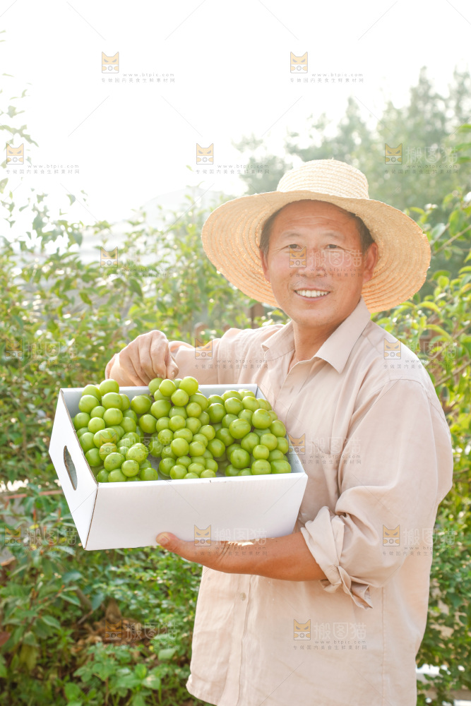 阳光玫瑰