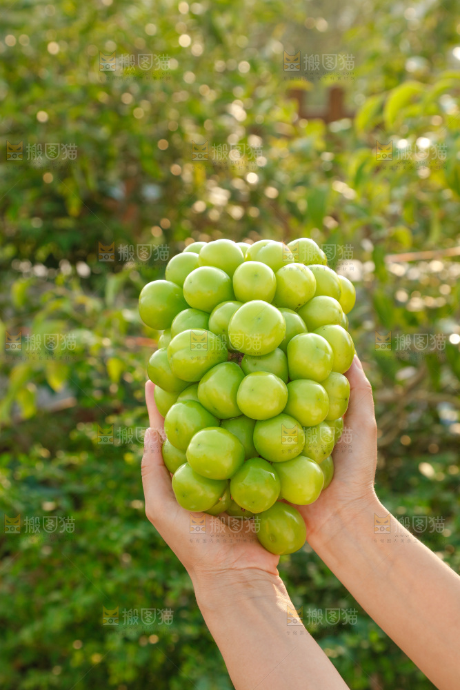 阳光玫瑰青提