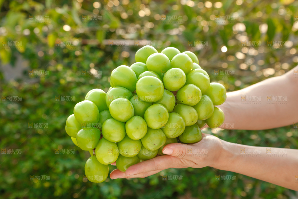 阳光玫瑰青提