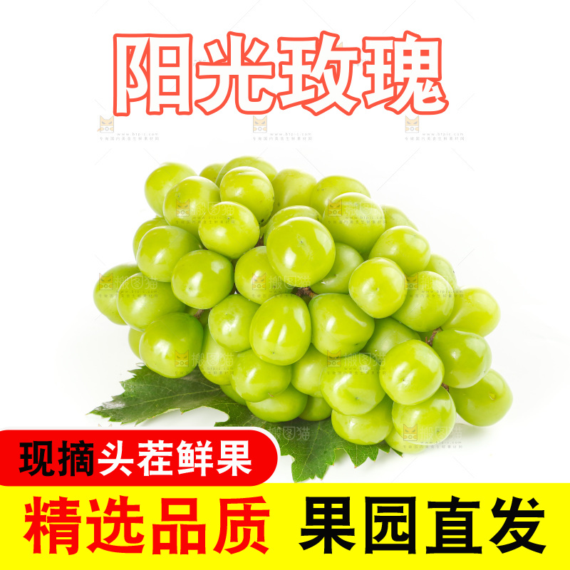 白底上的阳光玫瑰青提