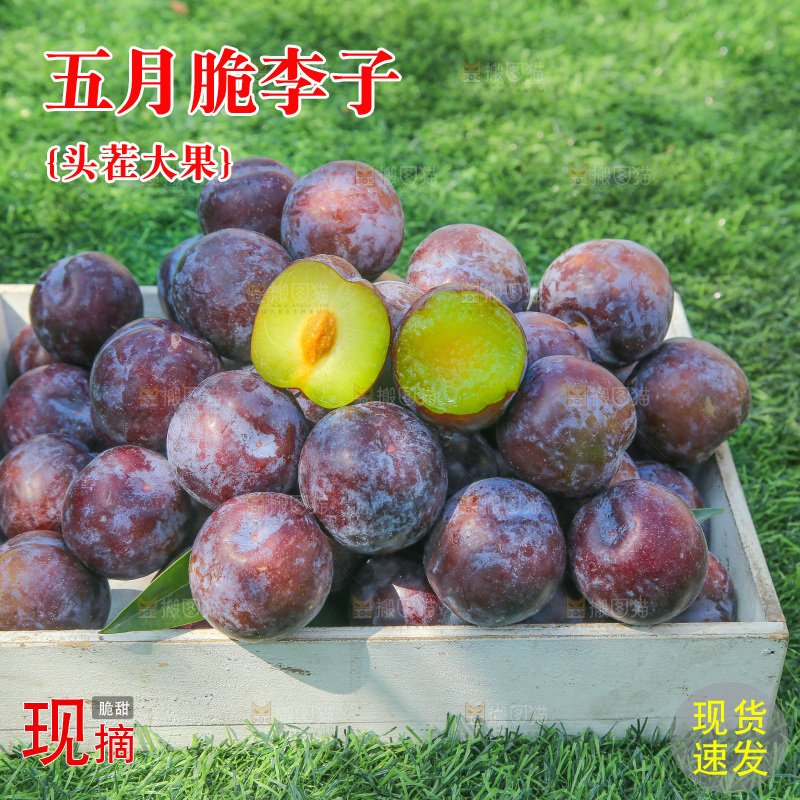 草地上放着五月脆李