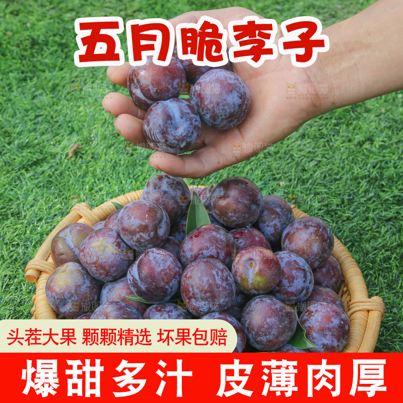手里拿着五月脆李