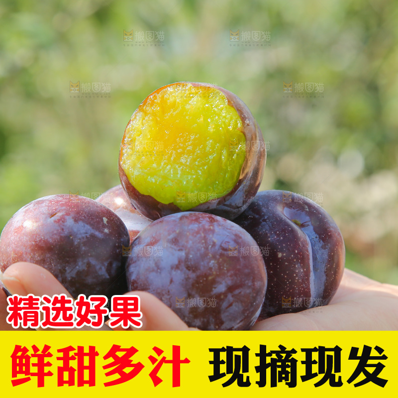 手里拿着五月脆李