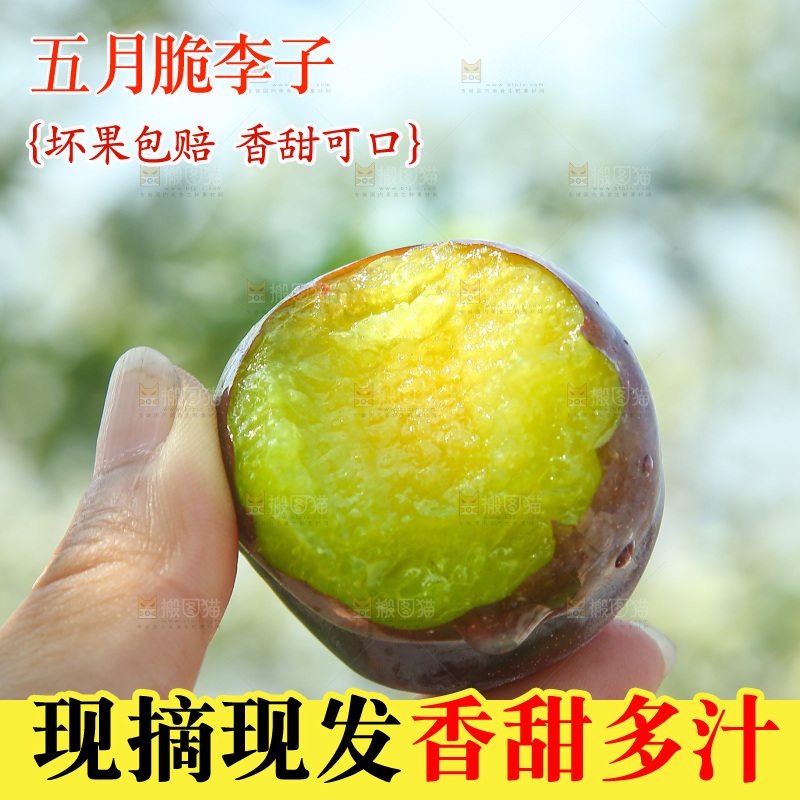 手里拿着五月脆李