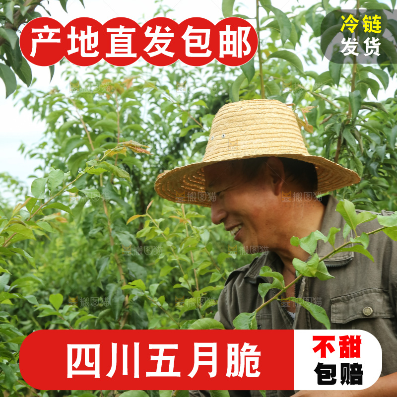 树上的五月脆李
