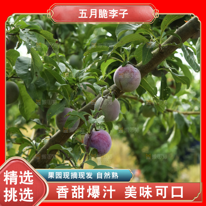 树上的五月脆李
