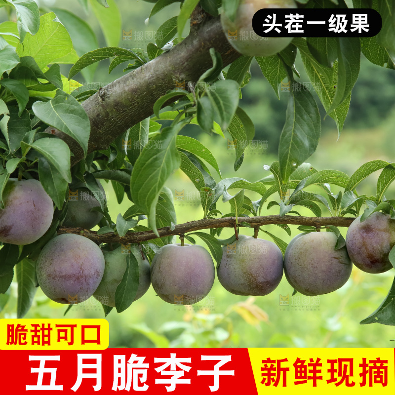 树上的五月脆李