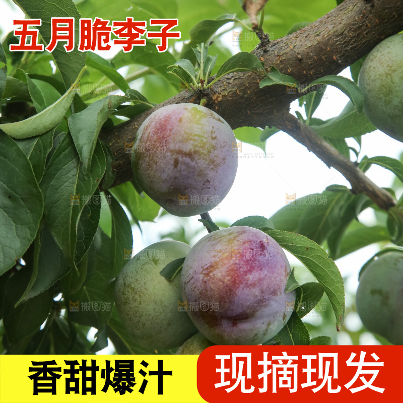树上的五月脆李