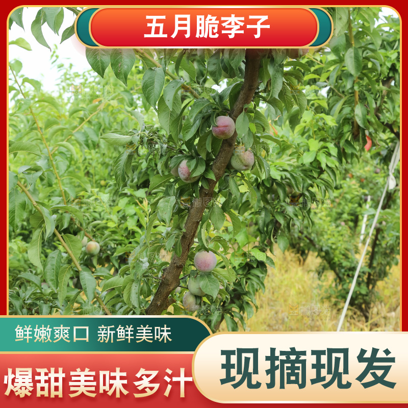 树上的五月脆李