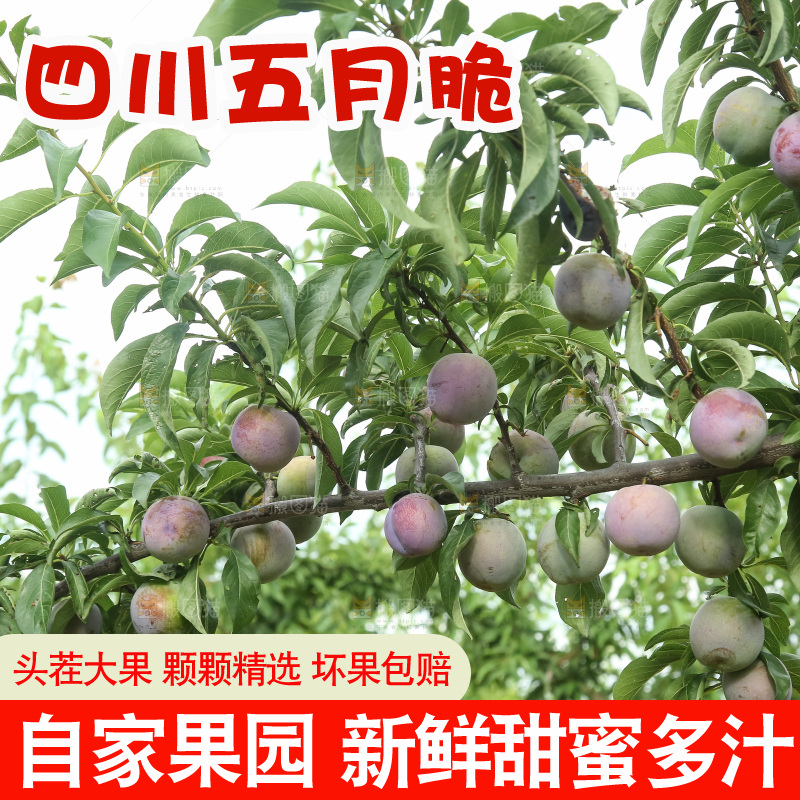 树上的五月脆李