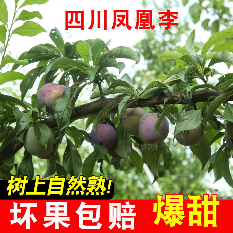 树上的五月脆李