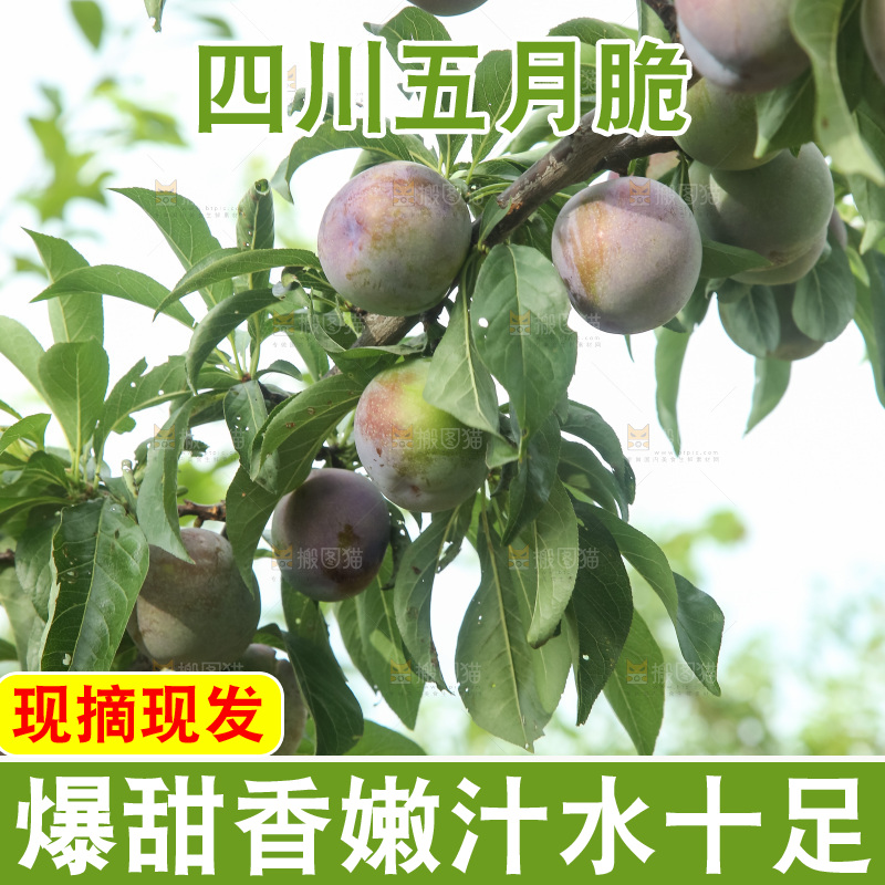 树上的五月脆李