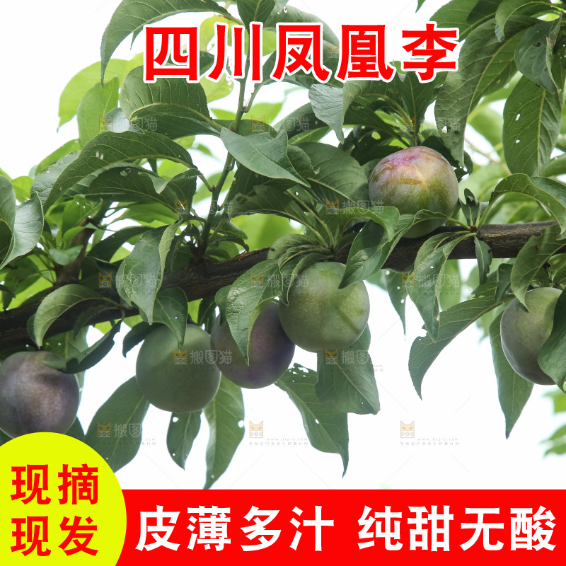 树上的五月脆李