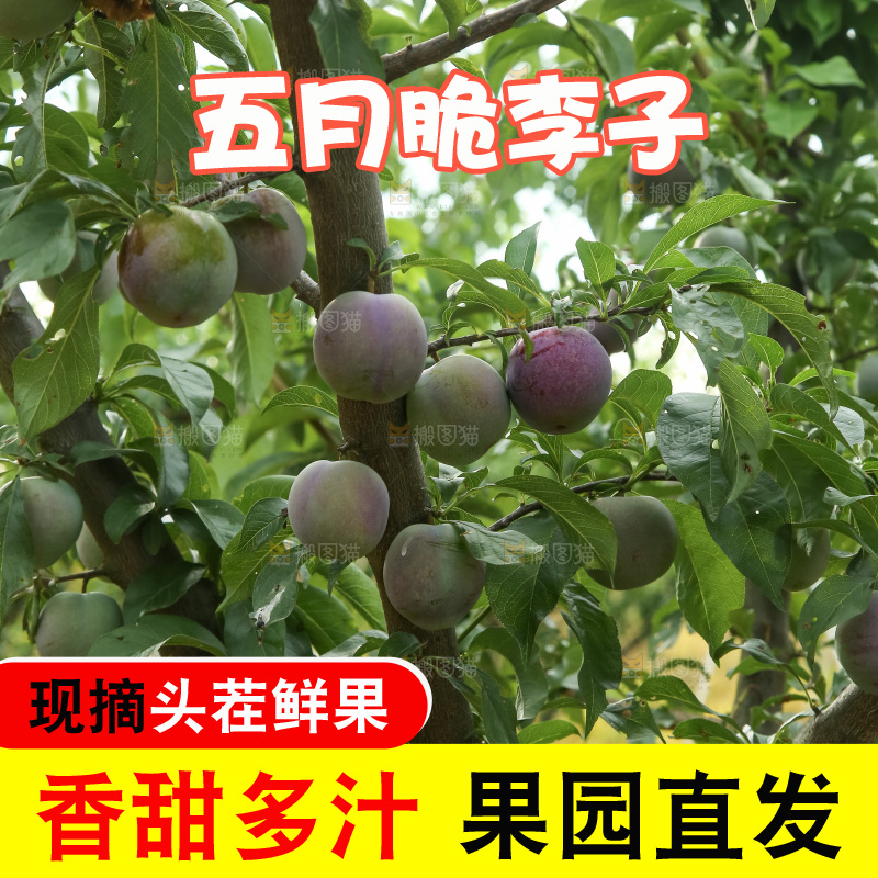 树上的五月脆李