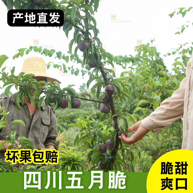 树上的五月脆李