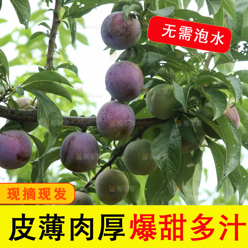 树上的五月脆李
