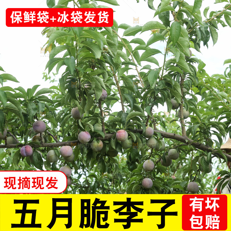 树上的五月脆李