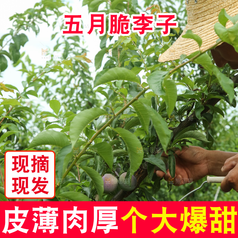 树上的五月脆李