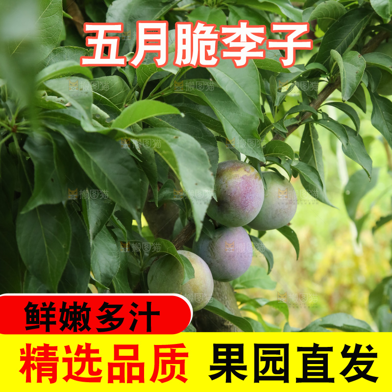 树上的五月脆李
