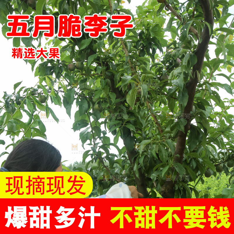 树上的五月脆李