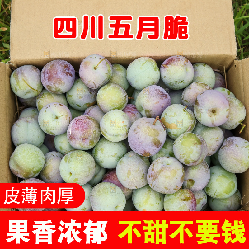 新鲜现摘的五月脆李