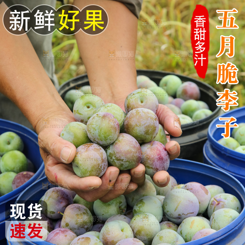 新鲜现摘的五月脆李