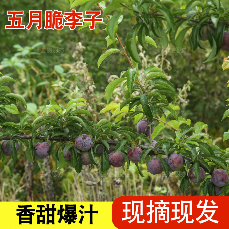 树上的五月脆李