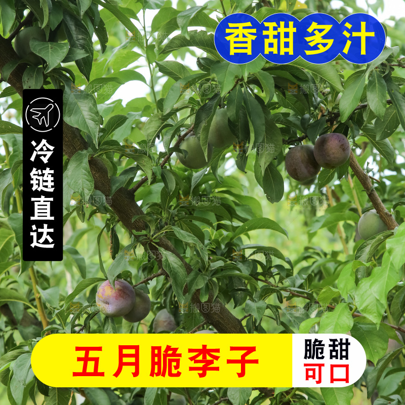 树上的五月脆李