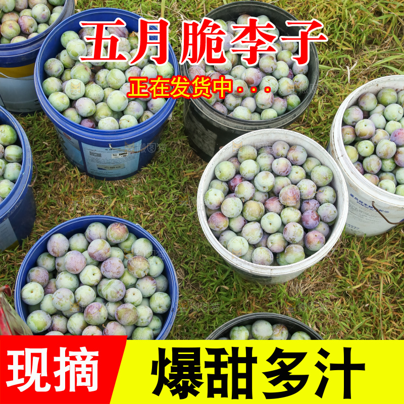 新鲜现摘的五月脆李
