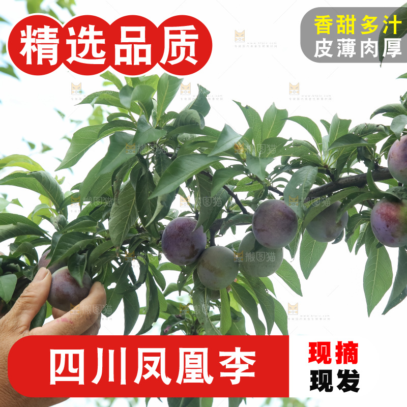 树上的五月脆李