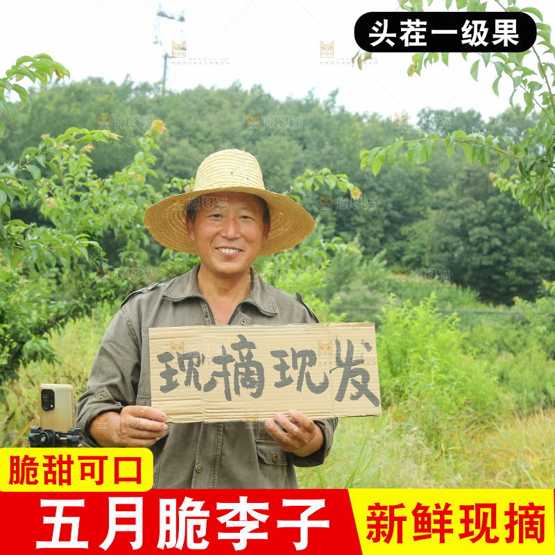 新鲜现摘的五月脆李