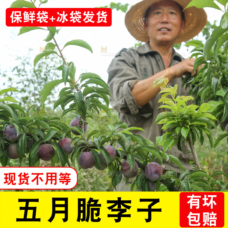 树上的五月脆李