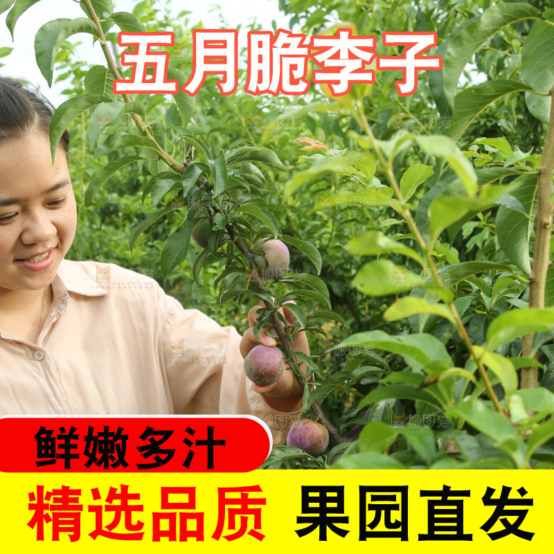 新鲜现摘的五月脆李