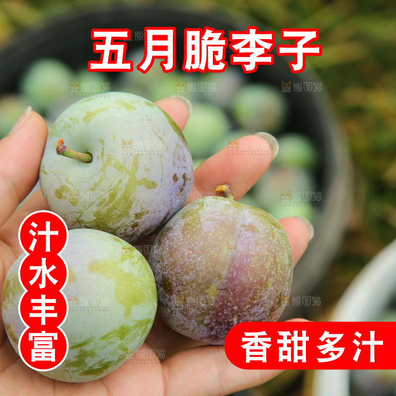 新鲜现摘的五月脆李