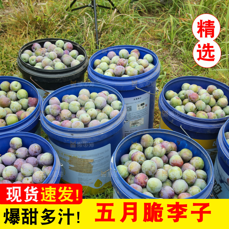 新鲜现摘的五月脆李