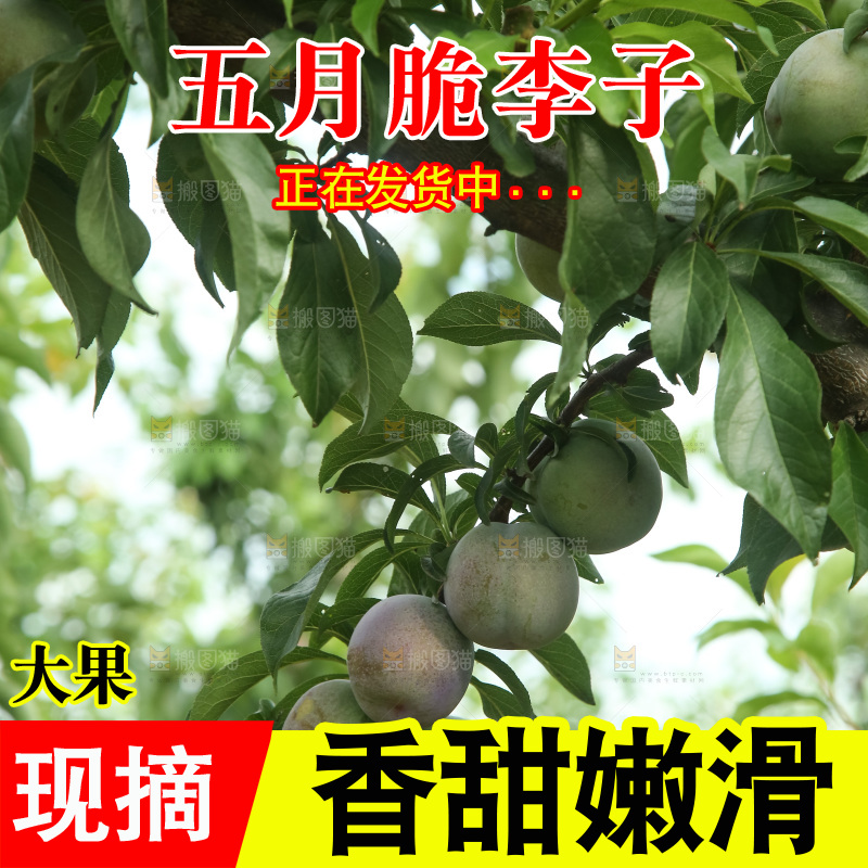 树上的五月脆李