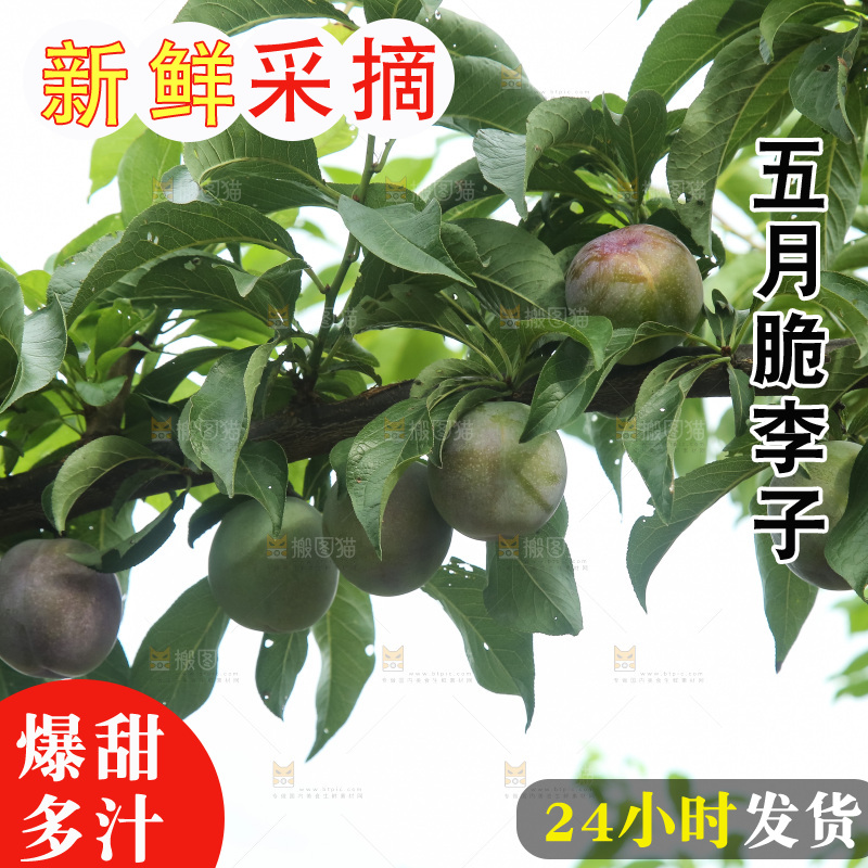 树上的五月脆李